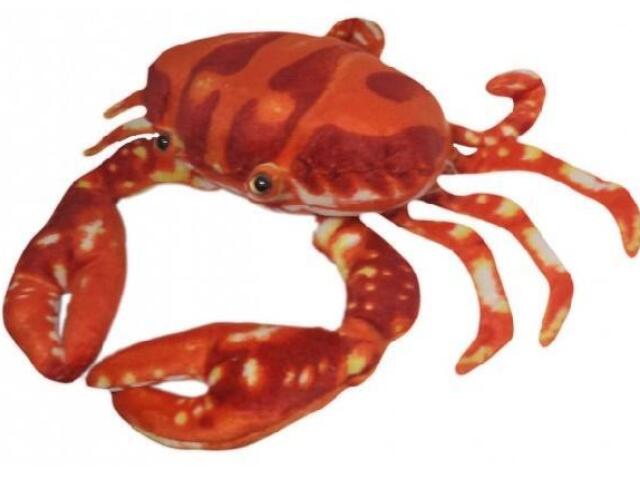 🦀🦀🦀🦀🦀🦀