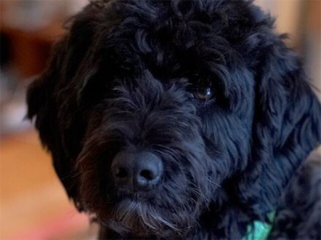 Quiz você realmente conhece a raça de cachorro parte(3)!