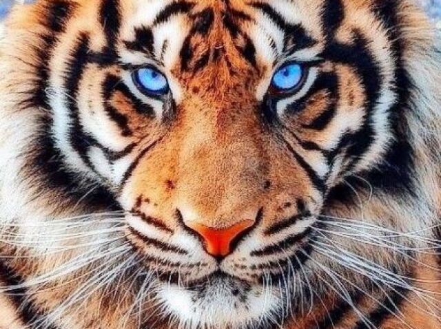 Tigre