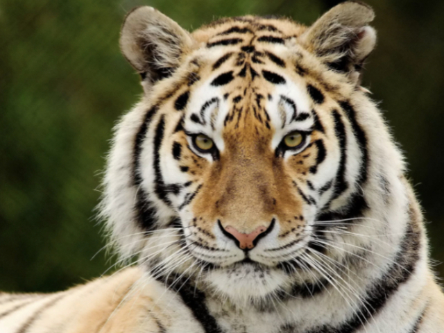 Tigre