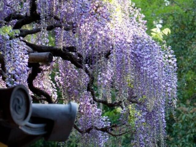 Wisterias são de outro mundo!