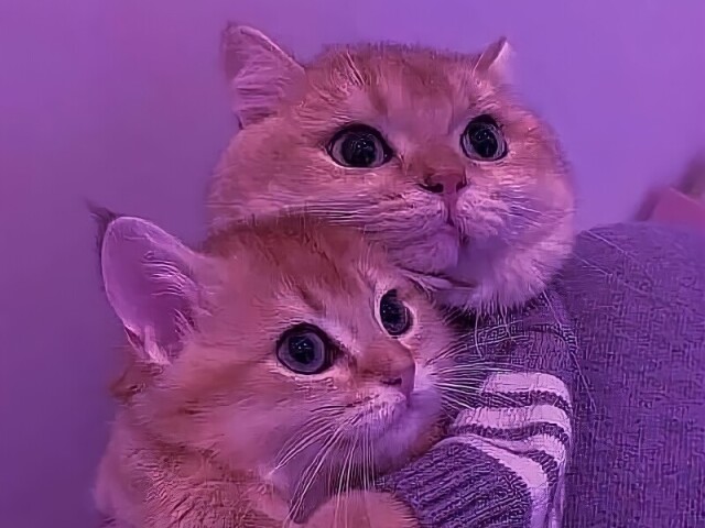 *๐ฟ๐ข๐ฅ๐*