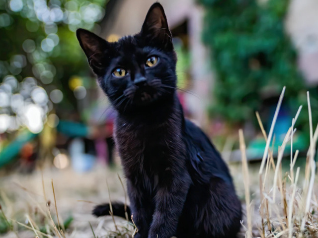 Um gato preto.