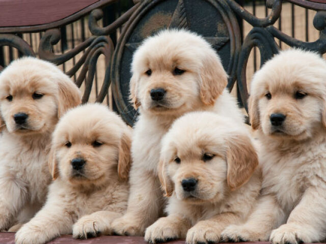 ⊱✿⊰Você conhece a raça de cachorro?