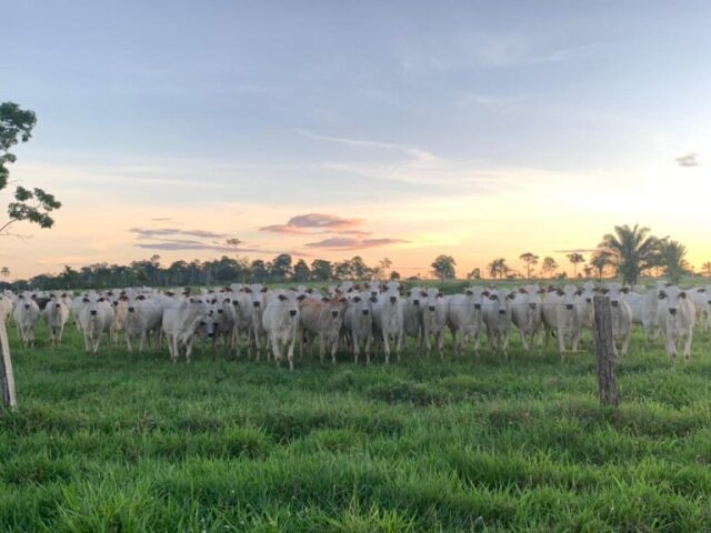 Fazenda