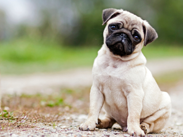 dog