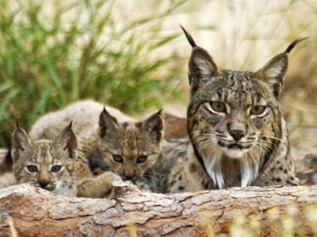 Linces Ibéricos