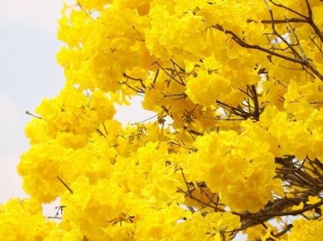 Amarelo