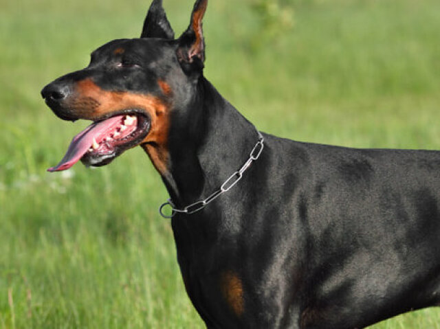 Doberman