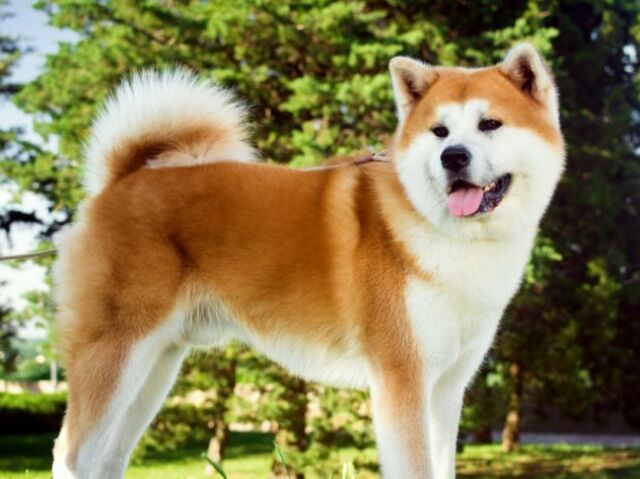 Akita Inu