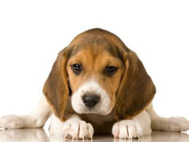 Você é um Beagle!!