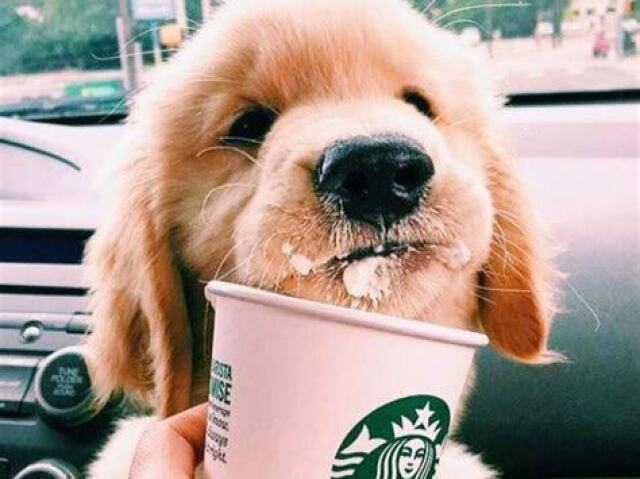 Você é um golden retriver!