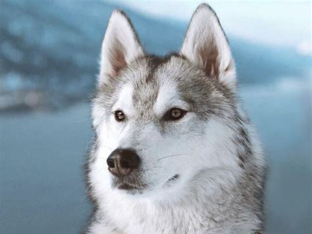 Você é um Husky Siberiano!!!