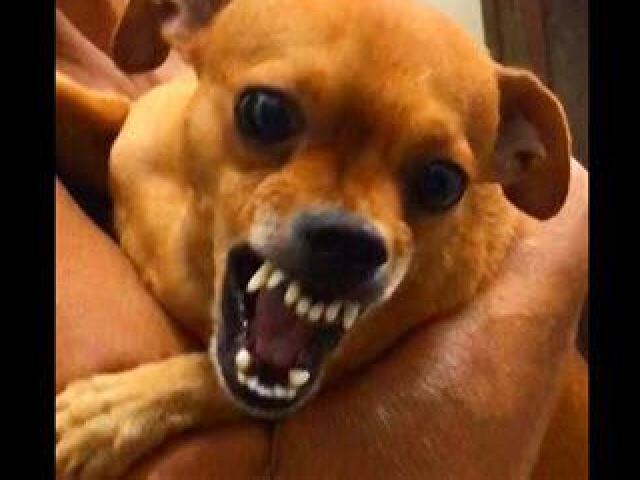 UM PINCHERRR!!