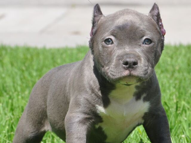 Awnn, um pitbull :)