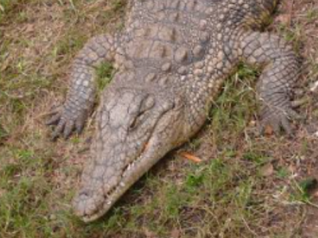 Crocodilo de focinho delgado