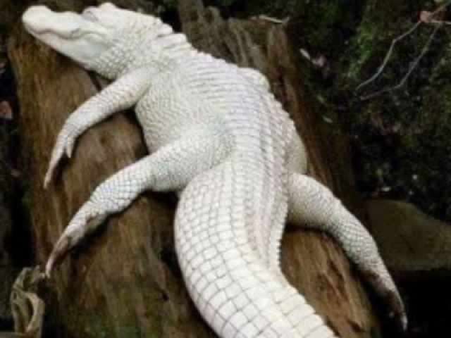 Crocodilo albino