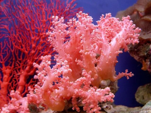 Coral