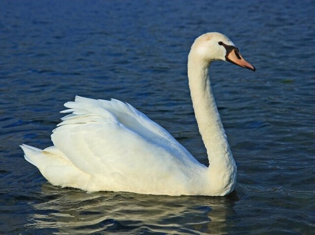 Cisne?