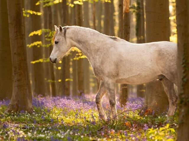 Andar de cavalo com ela