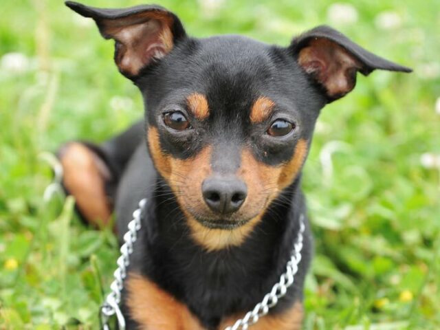 Pinscher