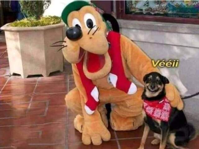 2° Cachorro com o Pluto