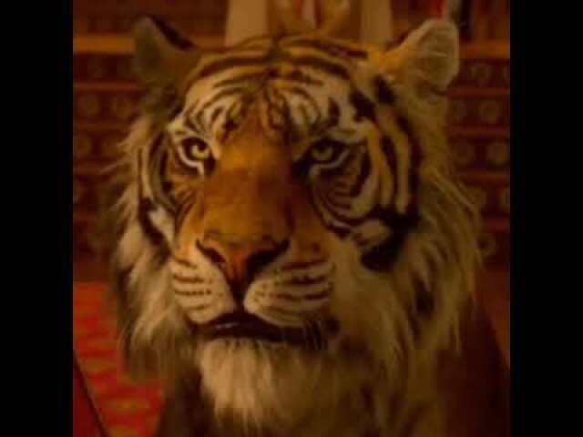 Tigre