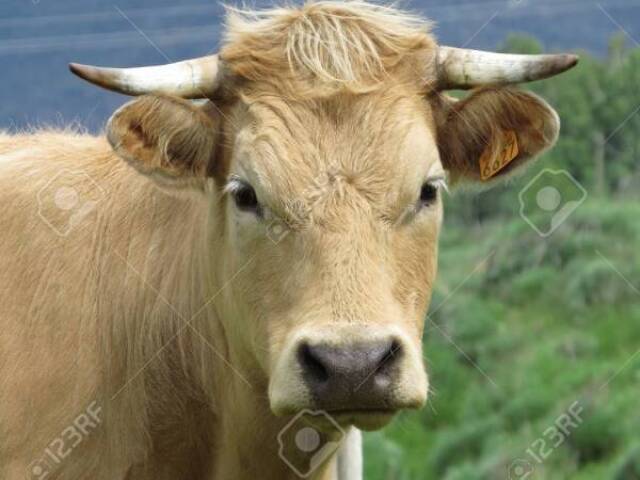 beefalo