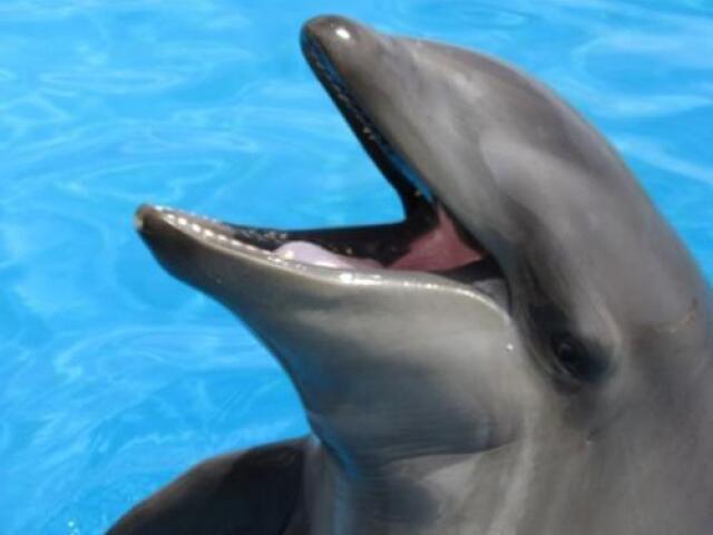 Wholphin