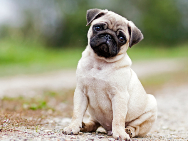 um cachorro Pug