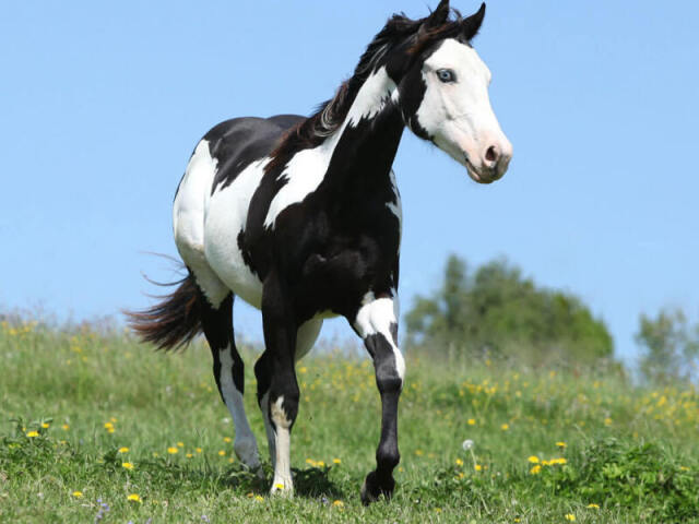 um cavalo Paint Horse