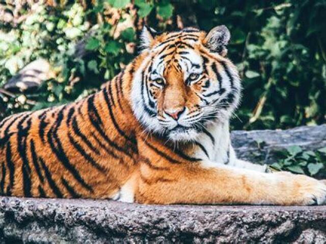 Tigre!!