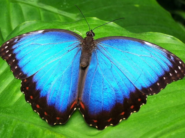 Borboleta