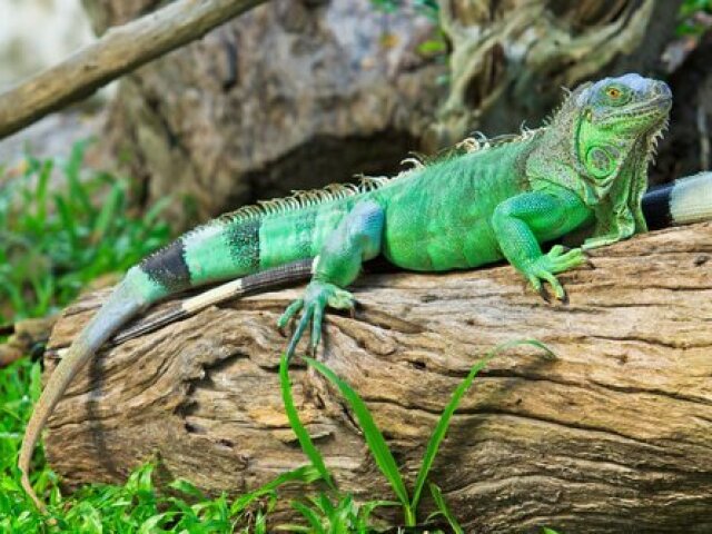Iguana