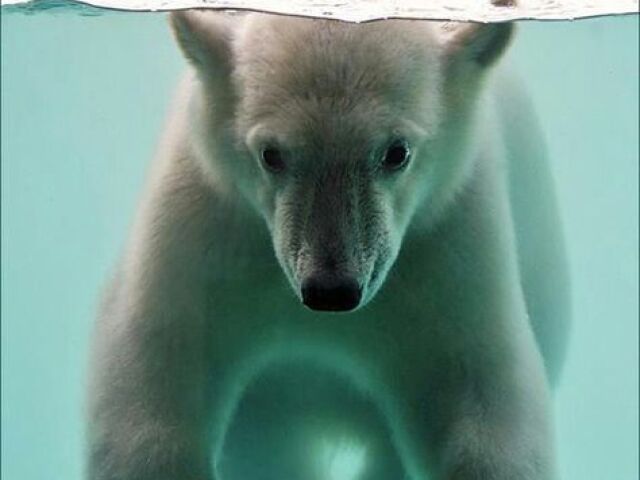 Urso Polar 🐻❄️