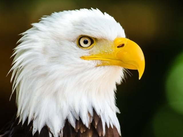 Águia🦅