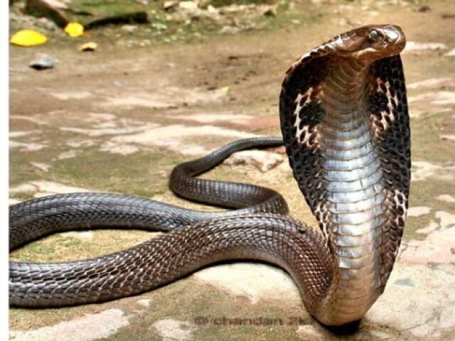 Serpente🐍