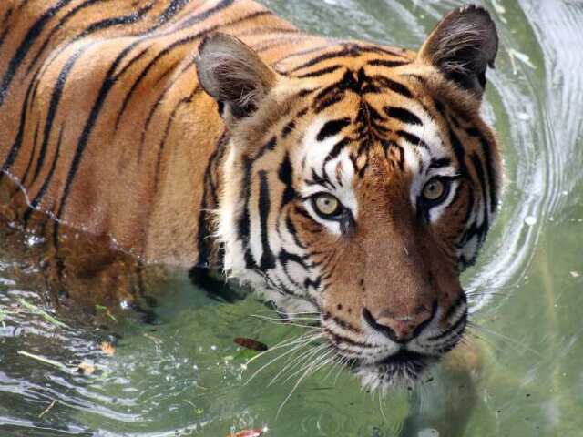 Tigre 🐅