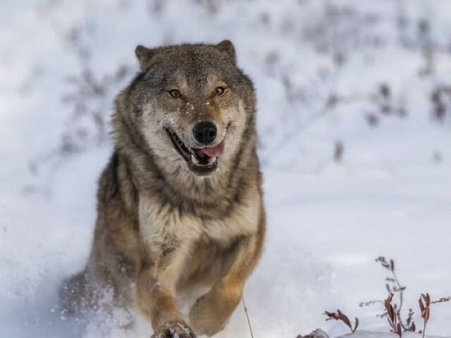 lobo adorável