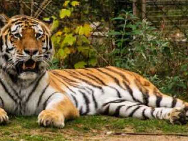 Tigre