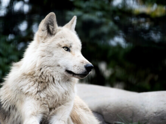 ~lobo~