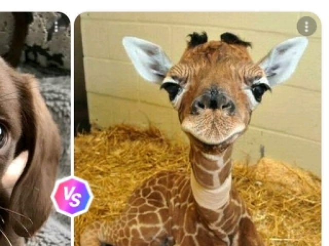 Girafa