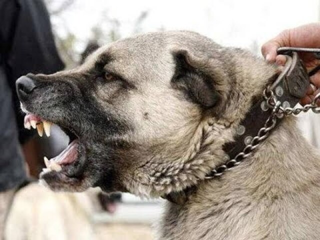 Kangal