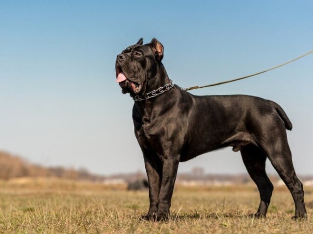 Cane corso