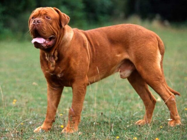 Dogue de bordeaux