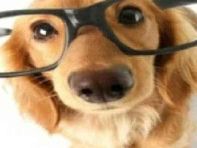 este incrivel cachorro de oculos