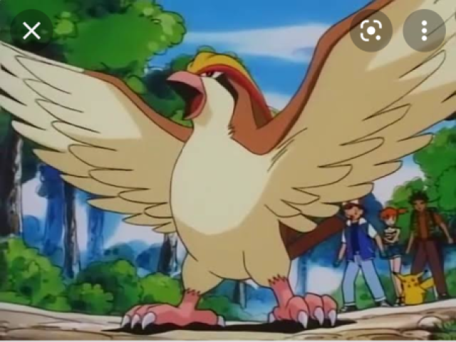 Você é o Pidgeot do ash