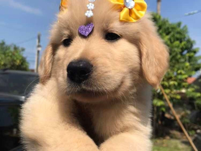 Golden Retriver