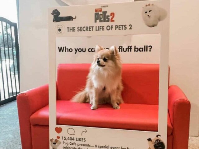 Monte seu pet shop!