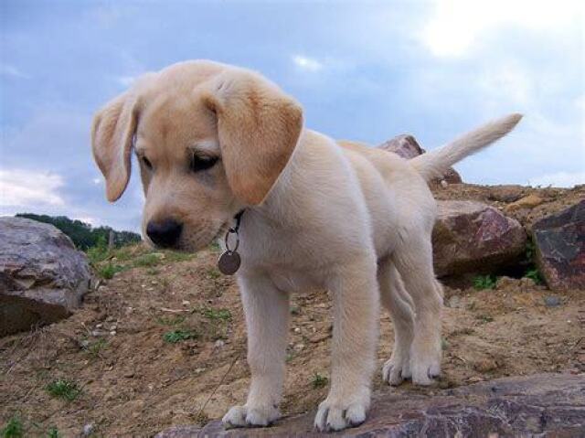 Cachorro